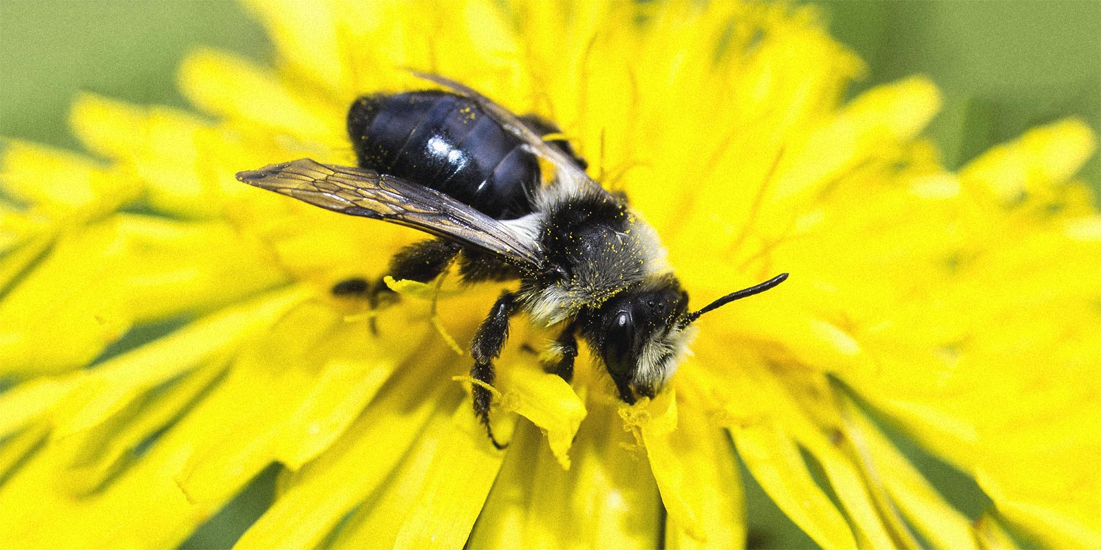 abeille-sauvage