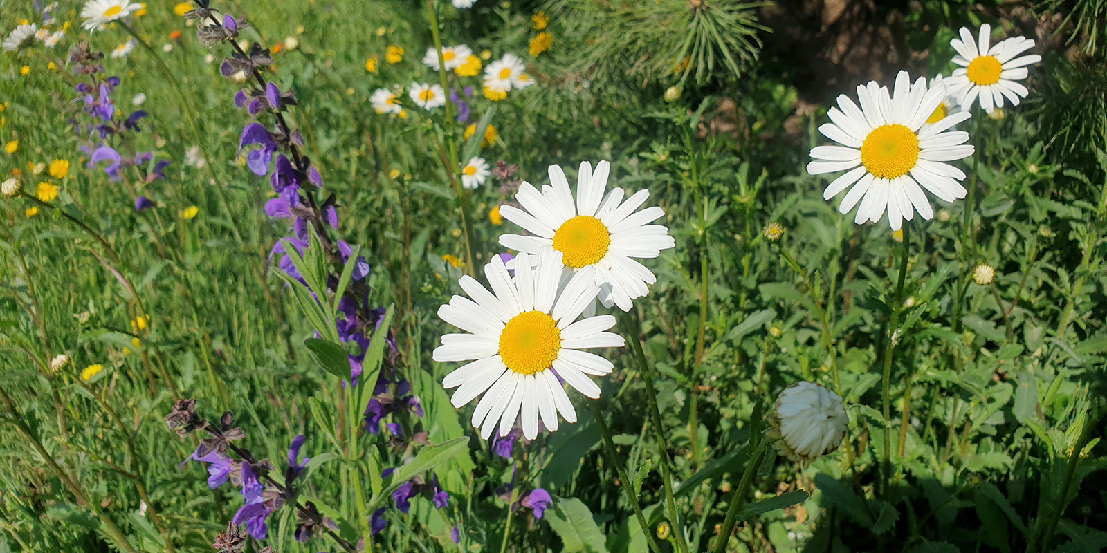 espaces-paysages_plante